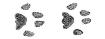 bobcat prints