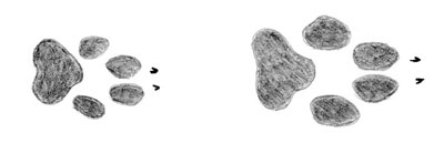 coyote prints