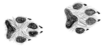 gray fox prints