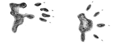 Oppossum prints