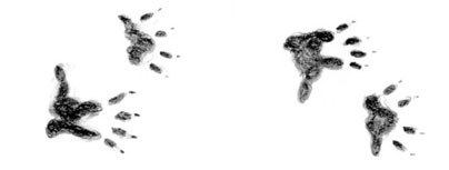 oppossum tracks