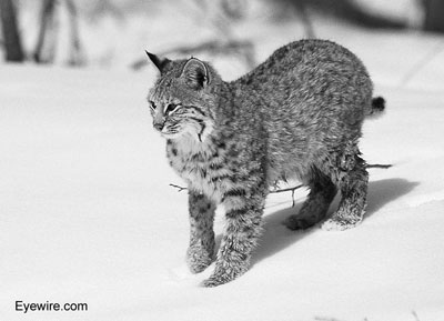 Bobcat
