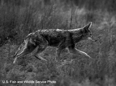 coyote