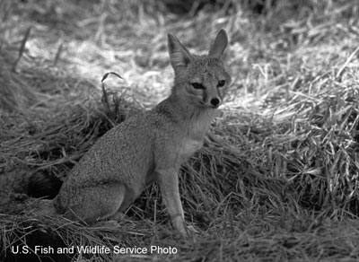 kit fox