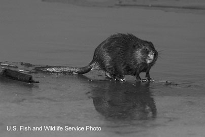 muskrat