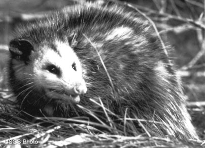 oppossum