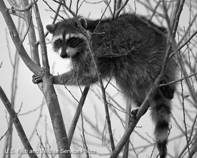 raccoon